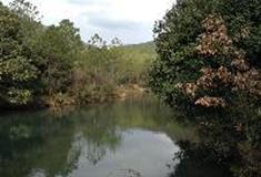 拉市海湿地公园：原始森林