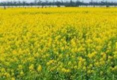 珠海油菜花海怎么玩？附游玩路线