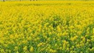 珠海油菜花海怎么玩？附游玩路线