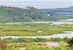 湛江雷州九龙山红树林国家湿地公园怎么玩？附游玩路线