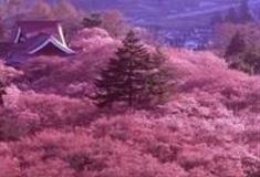 保山腾冲樱花谷景区怎么玩？附游玩路线