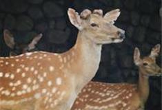 苏州江南农耕文化园：梅花鹿场