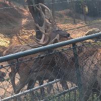 长沙生态动物园19206