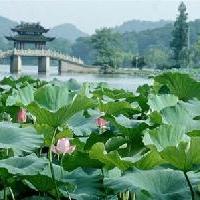 杭州西湖风景名胜区荷香酒溢