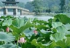 杭州西湖风景名胜区：荷香酒溢