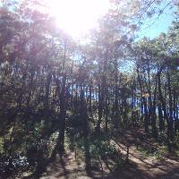 拉市海湿地公园青松林