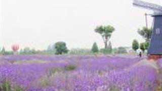 孝感金卉庄园怎么玩？附游玩路线