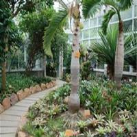 中国科学院华南植物园18808