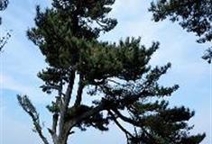 白马尖：孔雀东南飞