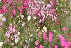 水高庄园：百花园