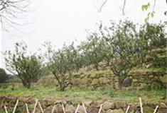 苏州江南农耕文化园：土地利用区（梯田）