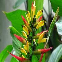 中国科学院华南植物园姜目植物