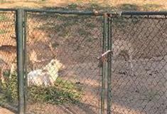 长沙生态动物园：黇鹿