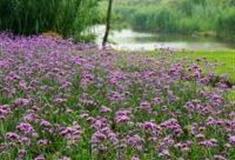 苏州沙家浜-香薰岛怎么玩？附游玩路线