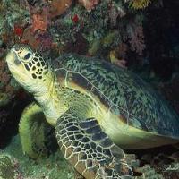 广州海洋馆17783