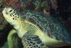 广州海洋馆：海龟池