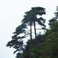 万佛山风景区17550