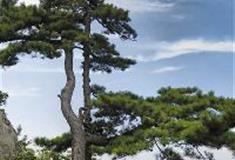 白马尖：同胞松