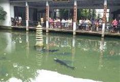 杭州西湖风景名胜区：鱼乐园