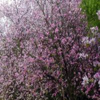 湛江湖光岩风景区17644