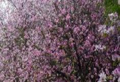 湛江湖光岩风景区：桃花心林