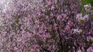 湛江湖光岩风景区：桃花心林