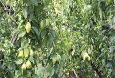 水高庄园：香梨园