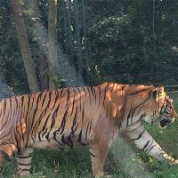 长沙生态动物园19198