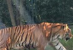 长沙生态动物园：东北虎园