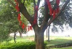 宝晶宫风景名胜区：许愿树