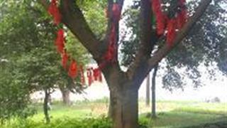 宝晶宫风景名胜区：许愿树