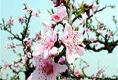 广州笑翻天乐园：桃花园