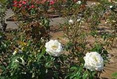 无锡鹅湖玫瑰文化园怎么玩？附游玩路线