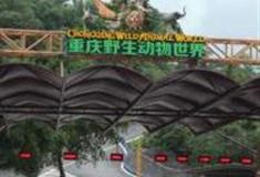 重庆野生动物世界怎么玩？附游玩路线