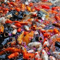 上海共青国家森林公园17725