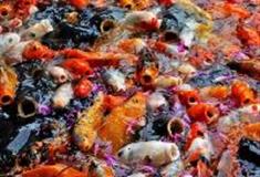 上海共青国家森林公园：观鱼池