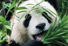 苏州太湖国家湿地公园：大熊猫馆
