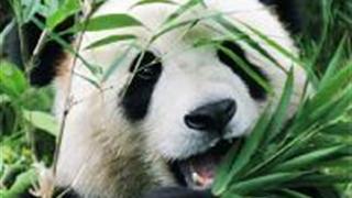 苏州太湖国家湿地公园：大熊猫馆