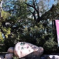 中华民族博物院榕王