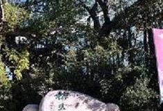 中华民族博物院：榕王