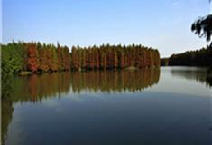 上海海湾国家森林公园怎么玩？附游玩路线