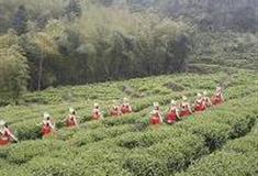 广东第一峰旅游风景区：茶园基地