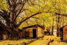 桂林海洋乡大桐木湾村怎么玩？附游玩路线