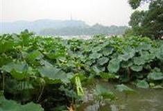杭州西湖风景名胜区：风荷区