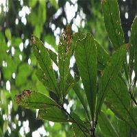 中国科学院华南植物园普文楠