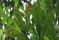 中国科学院华南植物园：普文楠