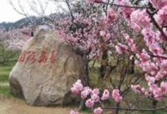 青岛市梅园怎么玩？附游玩路线