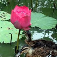 三水荷花世界17329