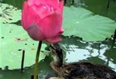 三水荷花世界：红头巾