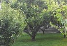 常家庄园：杏园